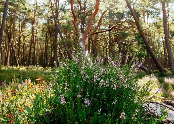 Slowinskie Niebo - Caloroczny Villa